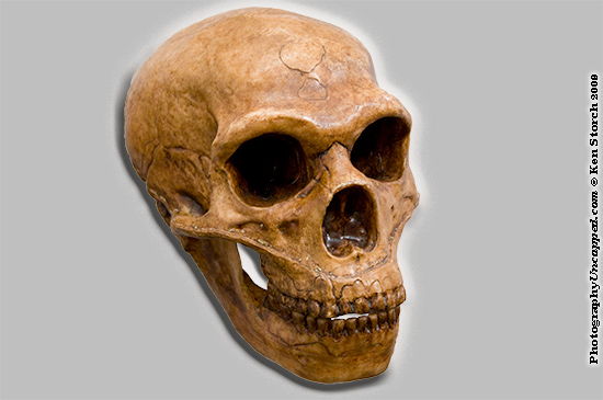 neanderthal-18419 I just need some Neanderthal to love