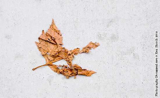 haiku-about-a-bird-14617 A Haiku About a Bird
