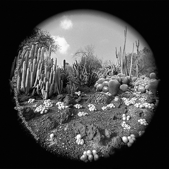 Huntington-Gardens-Cacti-2 Preternatural Cactus Landscape