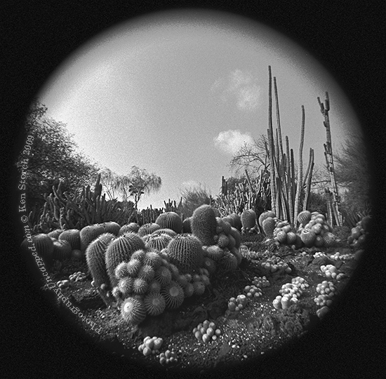 Huntington-Gardens-Cacti Surreal Cactus Landscape in the Huntington Gardens