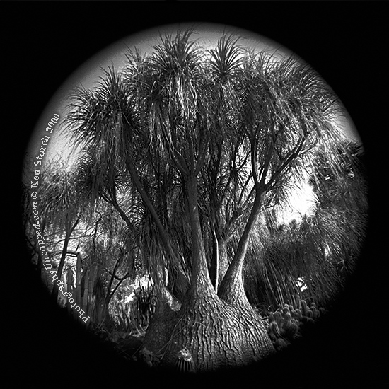 Huntington-Gardens-Tree Ultrawide surreal tree image
