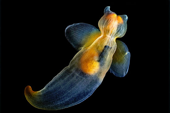 limacina-Alexander-Semenov Lomacina © 2010-2011 Alexander Semenov
