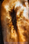 Enigmatic Macro Photography