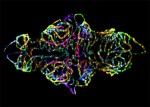 Nikon Small World 2012 - Photomicrography Competition Winners Announced